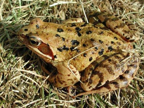 У Черкаському зоопарку жаби прийняли зиму за весну (ВІДЕО)