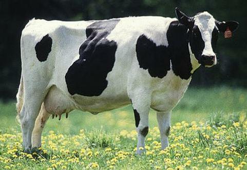 Корова стала жертвою пожежі на Драбівщині (ВІДЕО)
