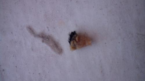 Черкащани знайшли таргана у напівфабрикатах (ФОТО)