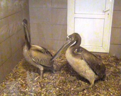 Екзотичні птахи успішно прижилися у черкаському зоопарку