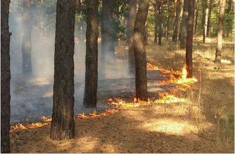 У Свидівку рятували ліс від масштабної пожежі (ФОТО)