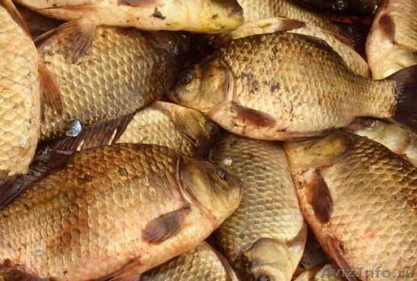 У прокуратурі назвали причетних до масової загибелі риби на Черкащині