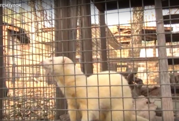У черкаському зоопарку обурені відмовами господарів від своїх тварин