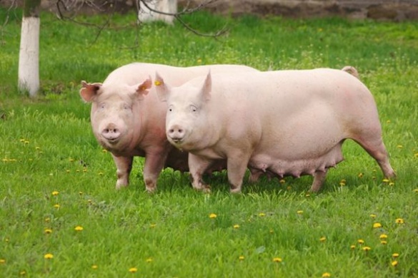 При в'їзді у черкаське село встановили блокпости через африканську чуму свиней