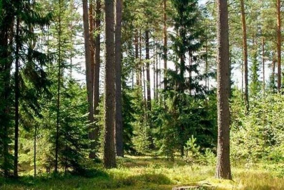 На Черкащині місця вирубки лісів публікуватимуть на сайті