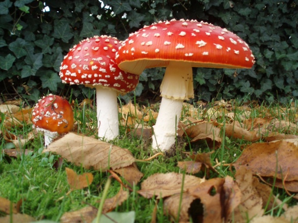У Черкаській області поменшало випадків отруєння грибами