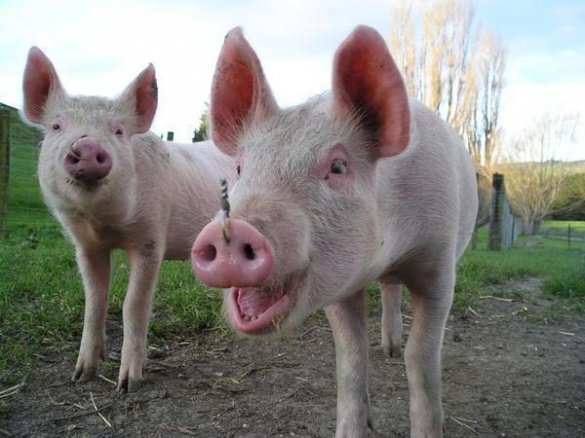 Жителі Хуторів самотужки пустили своїх свиней під ніж через хворобу