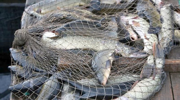На Черкащині можуть посадити за грати рибалок за браконьєрство