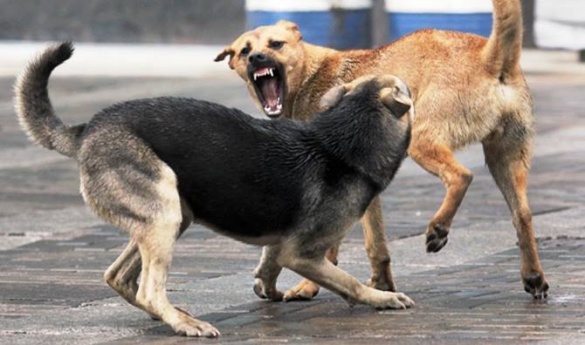 На Черкащині на пенсіонера напала зграя бродячих собак