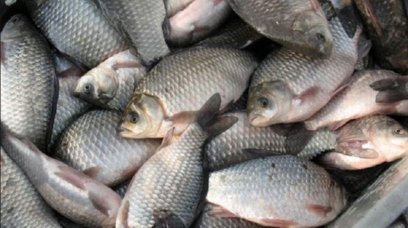 На Черкащині молодий браконьєр наловив риби на понад 7 тисяч гривень