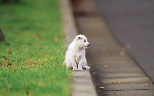 Три місяці пес чекає господаря біля дороги на Черкаси