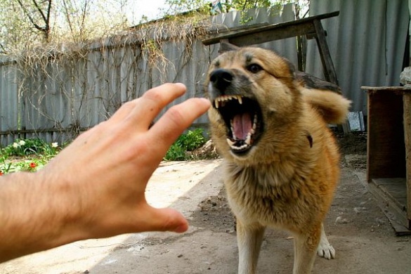 Неприв'язані собаки лякають черкаських контролерів та не реагують на засоби захисту