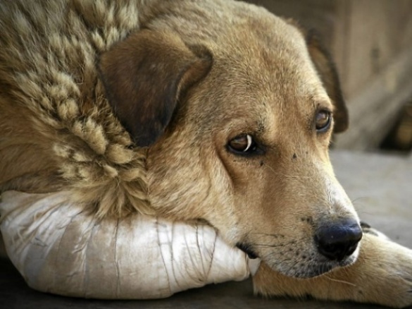 Безпритульних собак у Черкасах з кожним роком стає все більше