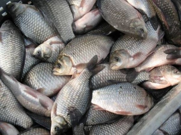Черкаські браконьєри ловили рибу 