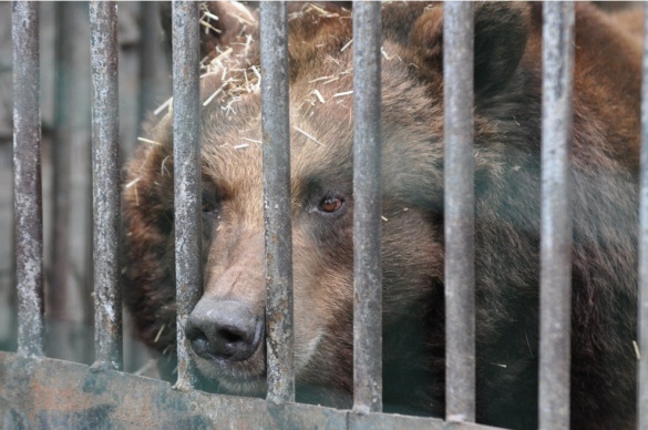 Через теплу зиму у черкаському зоопарку прокинулася ведмедиця