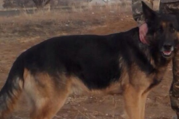 Героїчній собаці із АТО у Черкасах шукають нову домівку
