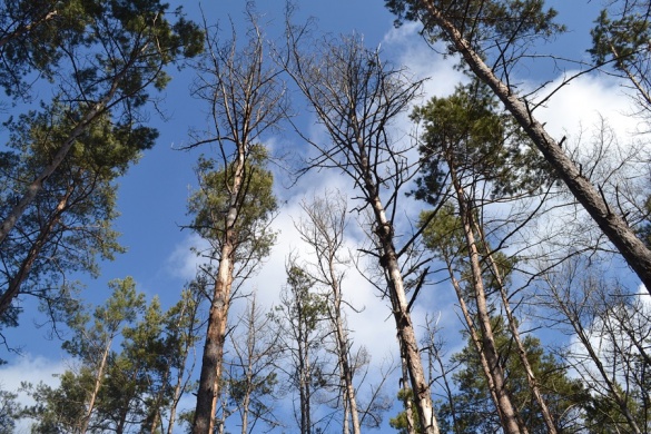 На Черкащині всихає близько 15 гектарів лісу