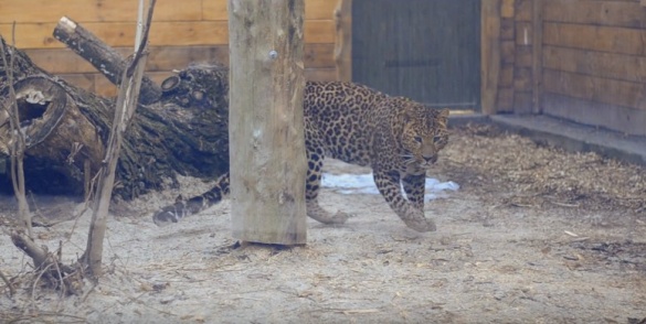Вухаті і хвостаті: у черкаському зоопарку вирує життя (ВІДЕО)
