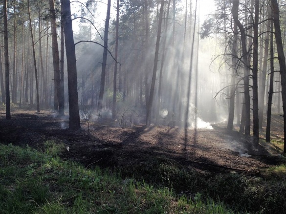 У лісі на Черкащині виникла пожежа (ФОТО)