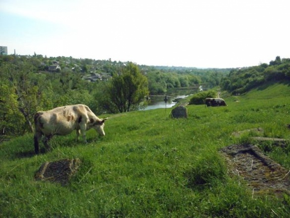 На Черкащині люди випасають корів прямо посеред кладовища