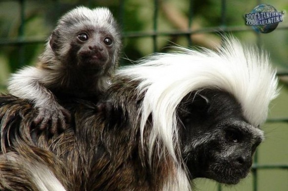 У Черкаському зоопарку народилося мавпеня
