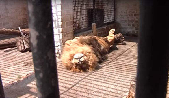 Мешканців Черкаського зоопарку рятують від спеки морозивом та холодними обливаннями (ВІДЕО)