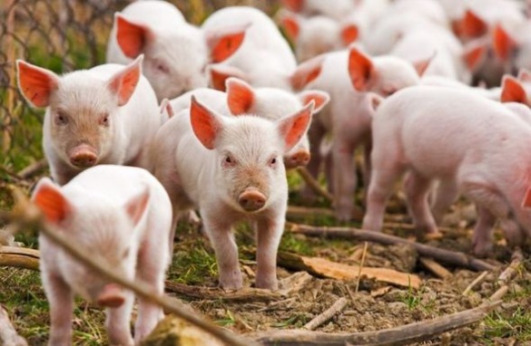 На Черкащині виявили понад півтисячі свиней, заражених африканською чумою