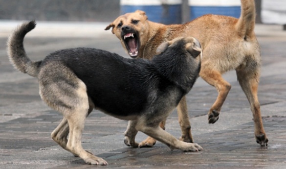 На Черкащині знову труять і відстрілюють безпритульних собак (ВІДЕО)