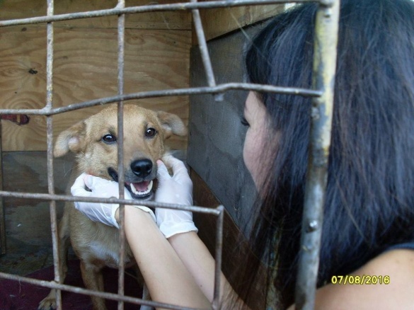 Врятованого на Черкащині пса годують м’ясом та привчають гуляти
