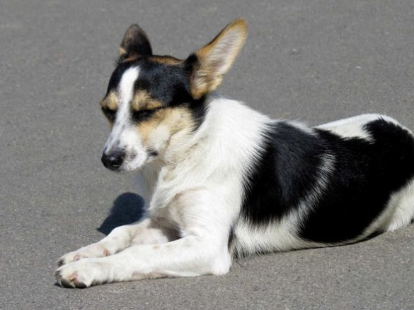 Черкаські волонтери хочуть перетворити безпородних собак на моделей