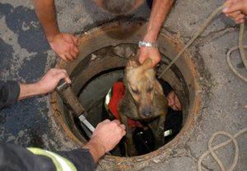 На Черкащині рятувальники із каналізації визволяли собаку