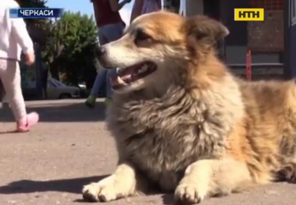 У Черкасах безпритульний собака стежить за порядком на дорозі (ВІДЕО)
