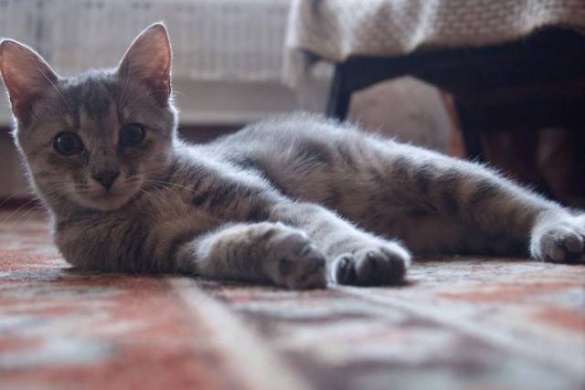 Безпритульні черкаські котики шукають турботливих господарів