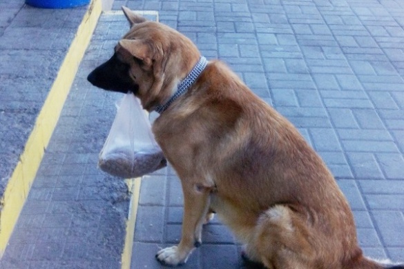 Містяни захоплюються вихованістю черкаського собаки