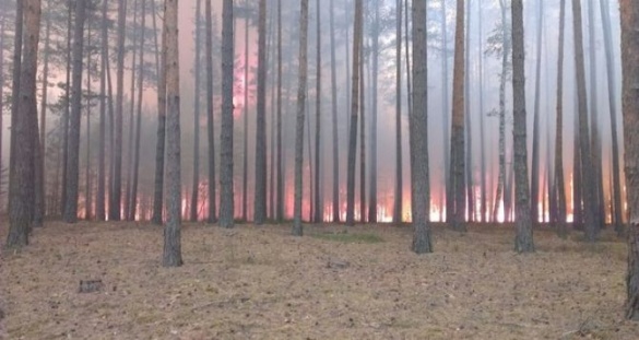 Через необережність людей на Черкащині стається більше пожеж у лісах