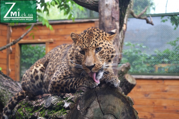 Дика природа у межах міста: 12 особливостей черкаського зоопарку