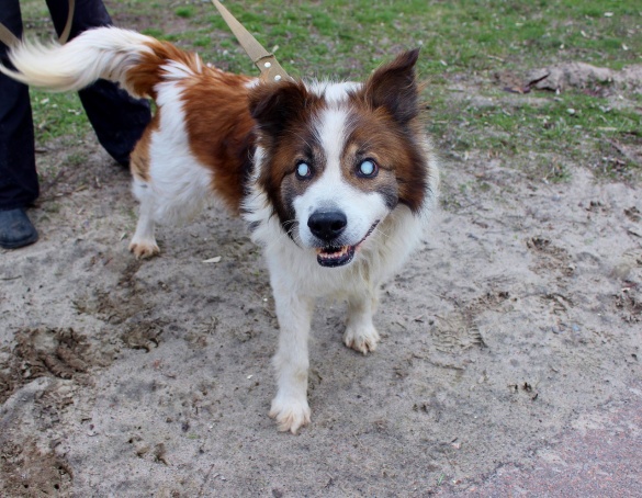 Черкаські волонтери шукають господаря для унікальної собаки (ФОТО)