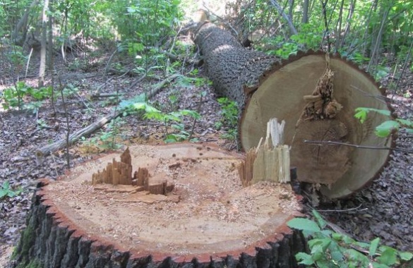 На Черкащині невідомі вирубали лісосмугу на дрова