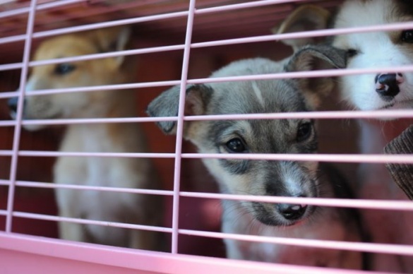 Безпритульних собак на Черкащині візьмуть під контроль