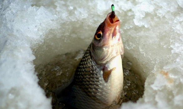 Стало відомо, де на Черкащині не можна ловити рибу