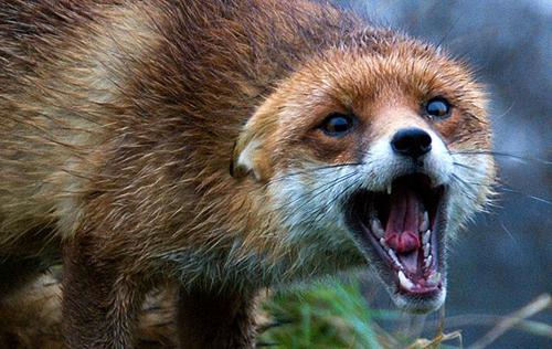 На Тальнівщині на собаку напала скажена лисиця