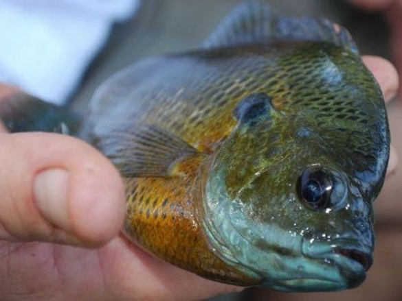 У Черкаській області затримали рибних браконьєрів