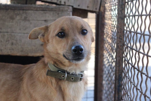 У Черкасах шукають домівку для знаменитого собаки, який два роки прожив у туалеті