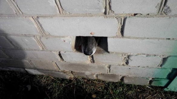 У Черкасах шукають власника гаража, у якому 5 днів сидить ув’язнений собака (ФОТО)