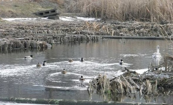 На Черкащині розмірковують, як врятувати лебедів від сильних морозів