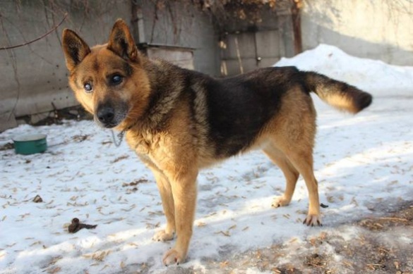 Черкаські волонтери шукають господаря для унікальної собаки (ФОТО)