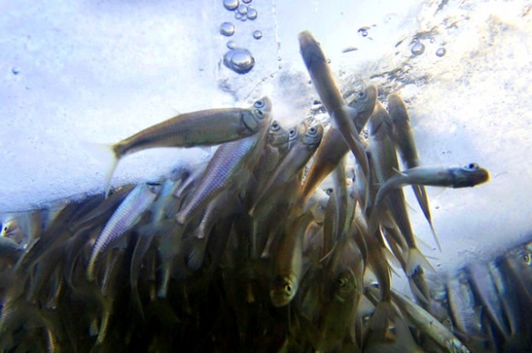 У підводному каналі на Черкащині знайшли загиблу рибу