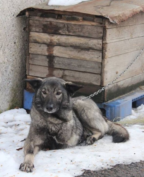 Черкаські волонтери шукають господаря для особливої собаки (ФОТО)