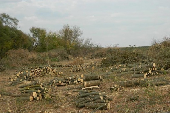 На Черкащині судитимуть браконьєрів, які вирубали дерев на 1,5 млн гривень