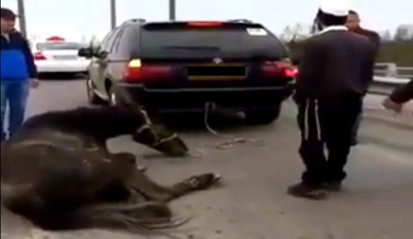 У поліції поки що немає доказів знущання над конем в Умані